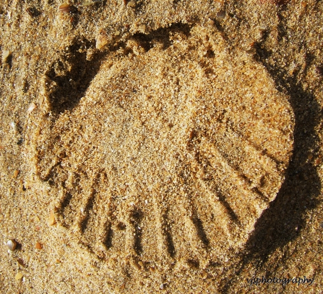 Scallop Imprint