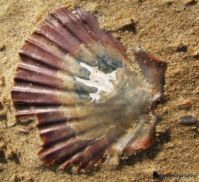 Scallop Shell