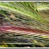Colours of Grass Cadiar