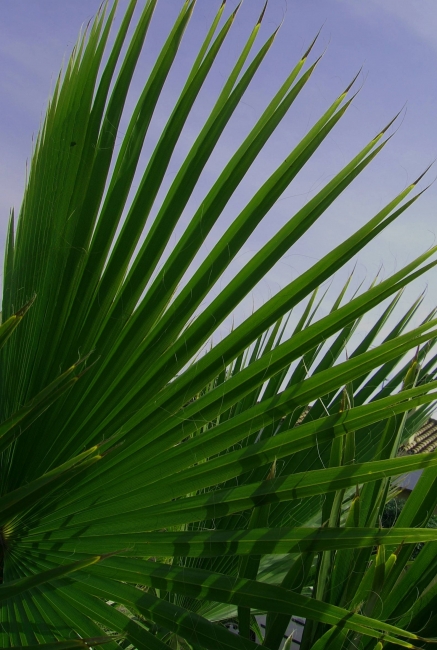 Close up Pineapple Palm Leaf
