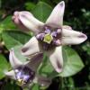 Amazing Flowering Bush Calotropis Gigantea