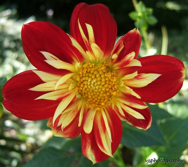 Dahlia