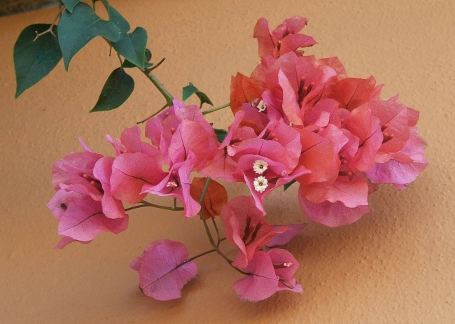 Flower 1 Villanueva del Ariscal