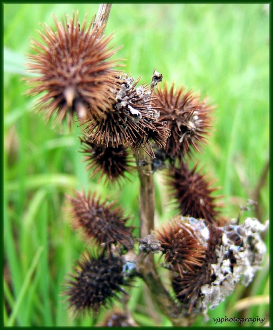 Prickly Seeds