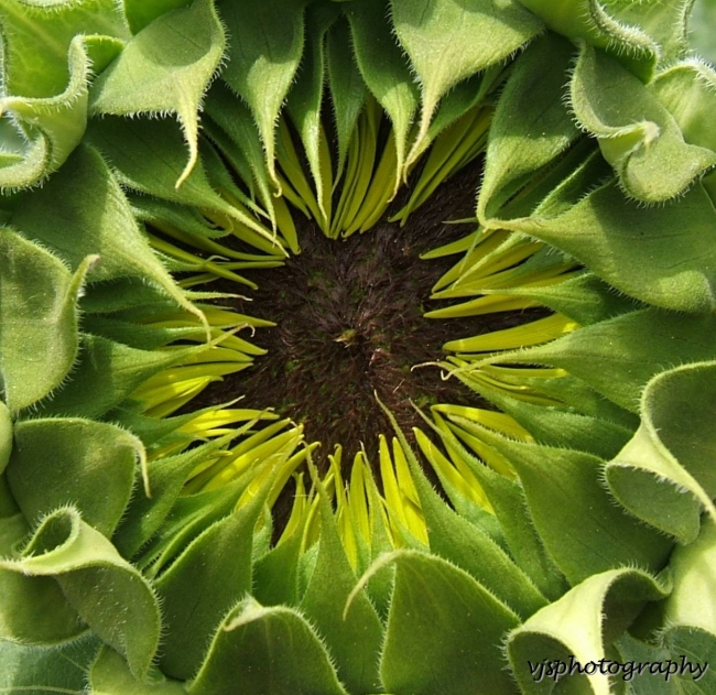 Sunflower unopened