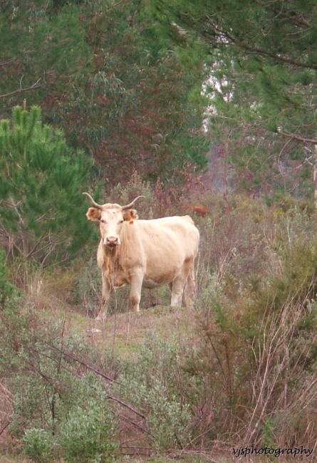 Cow in Forest