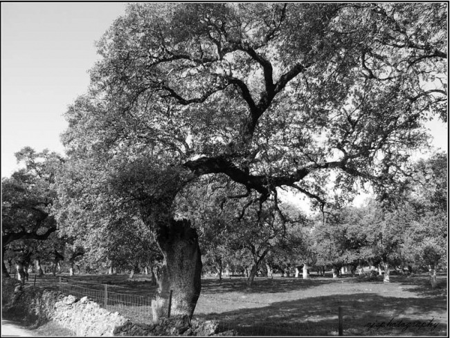 Curvy Tree