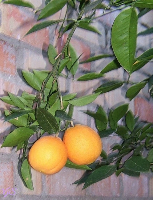 Our Oranges 1