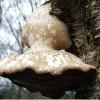 Fungi and Lichen